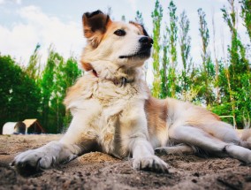 云南16头搜救犬待领养，寻找温暖家庭，共筑美好未来