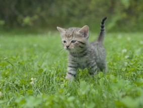 猫，西方传入还是本土驯化的物种