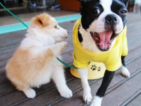 全国禁养犬名录统一公布，代表建议与未来展望