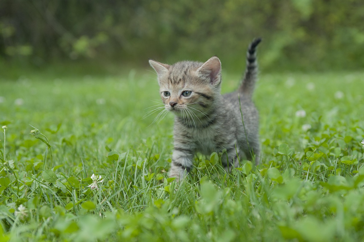 猫，西方传入还是本土驯化的物种