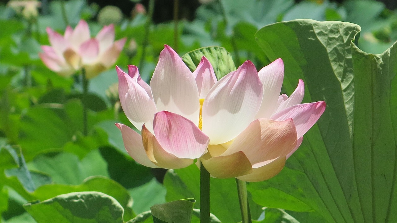 小满时节，迎接丰收的序曲