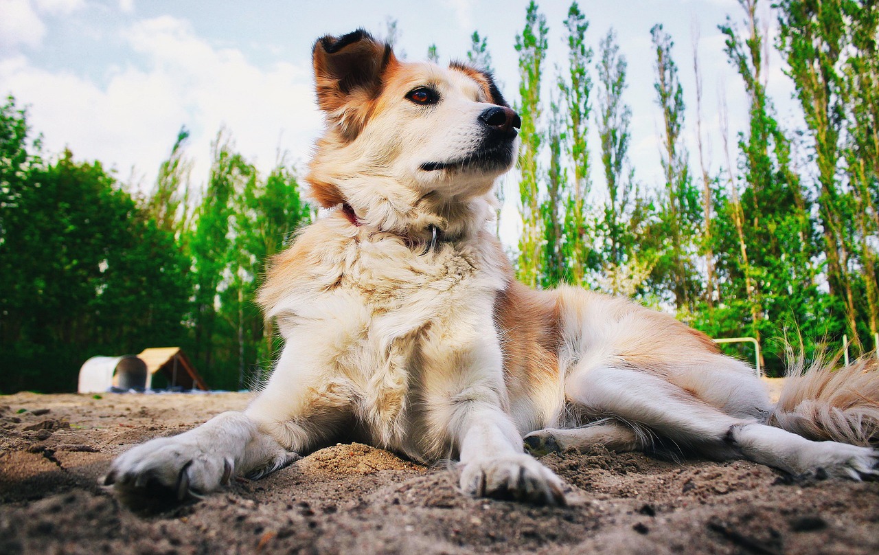 云南16头搜救犬待领养，寻找温暖家庭，共筑美好未来