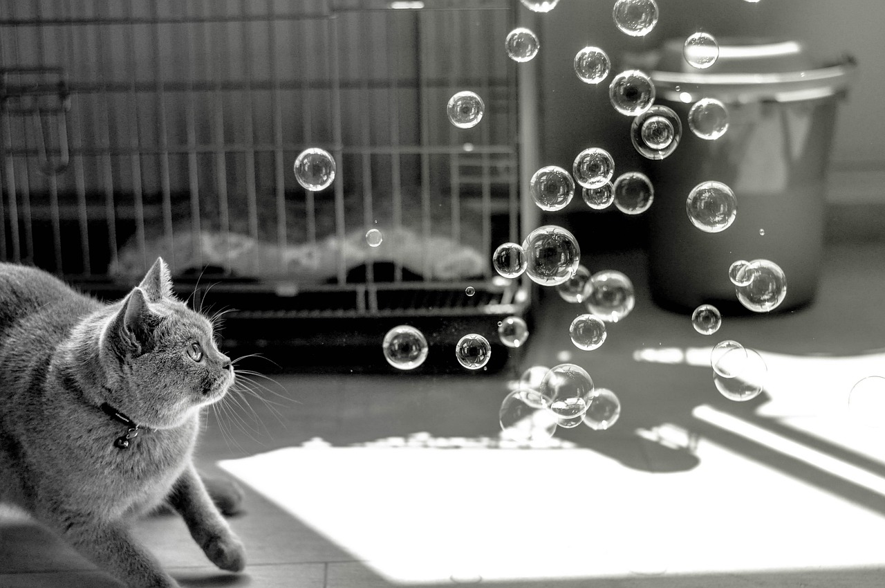 猫爪之下，一起令人震惊的毒品走私案揭秘